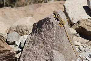Mohave: Great Basin collared lizard