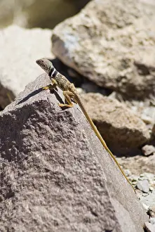 Mohave: Great Basin collared lizard