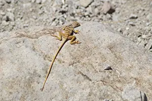 Mohave: Great Basin collared lizard