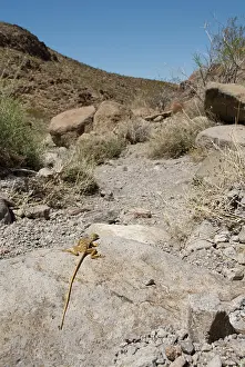 Mohave: Great Basin collared lizard