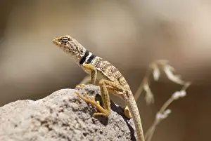 Mohave: Great Basin collared lizard