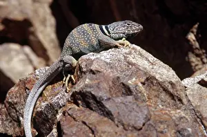 Sunning: Great Basin Collared Lizard