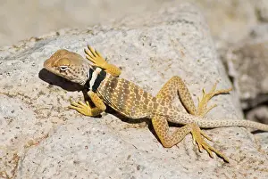 Nevada: Great Basin collared lizard