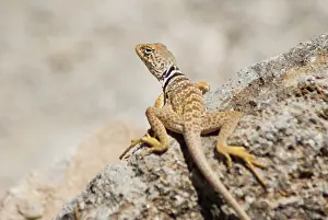 Nevada: Great Basin collared lizard