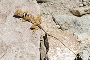 Nevada: Great Basin collared lizard
