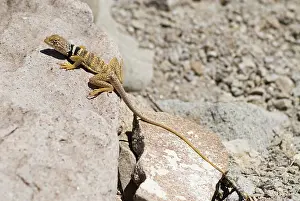 Nevada: Great Basin collared lizard