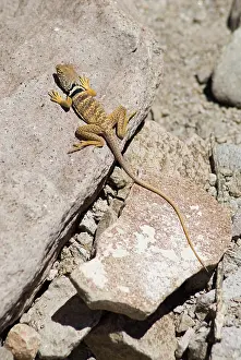 Nevada: Great Basin collared lizard
