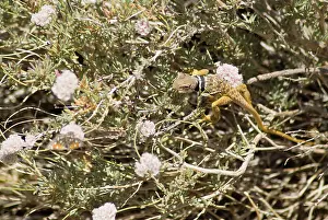 Nevada: Great Basin collared lizard