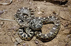 Gopher: Great Basin Gopher Snake