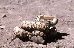 Coiled: Great Basin Gopher Snake - with prey (Golden Mantled