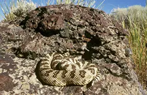 Oreganus: Great Basin Rattlesnake