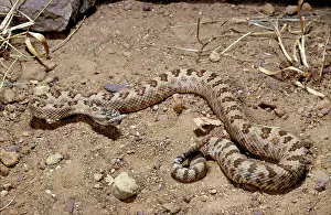 Oreganus: Great Basin Rattlesnake