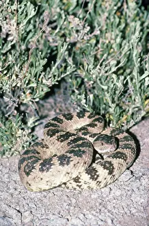 Rattlesnakes: Great Basin Rattlesnake