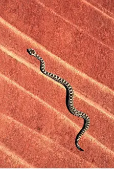 Basin: Great Basin Rattlesnake - young