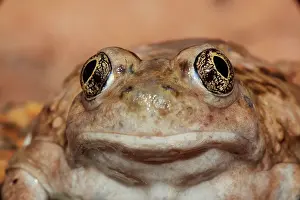 Intermontanus: Great Basin Spadefoot - Adult portrait