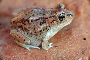 Intermontanus: Great Basin Spadefoot - Newly metamorphosed
