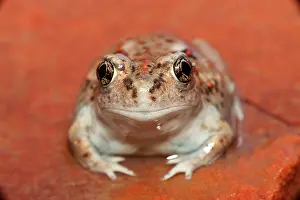Intermontanus: Great Basin Spadefoot - Newly metamorphosed