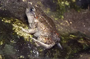 Intermontanus: Great Basin Spadefoot Toad