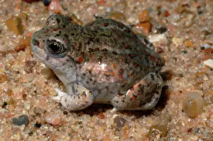 Intermontanus: Great Basin Spadefoot Toad
