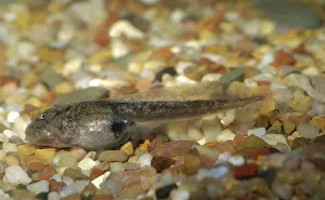 Intermontanus: Great Basin Spadefoot Toad tadpole