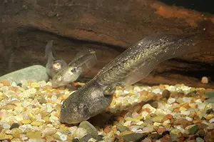 Intermontanus: Great Basin Spadefoot Toad tadpole