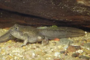 Intermontanus: Great Basin Spadefoot Toad tadpole