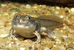 Intermontanus: Great Basin Spadefoot Toad tadpole