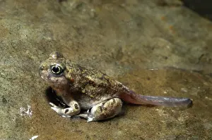 Ready: Great Basin Spadefoot Toad tadpole