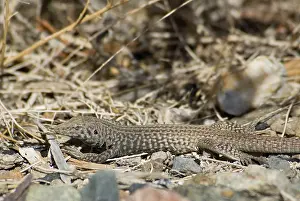 Cnemidophorus: Great Basin whiptail