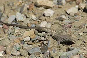 Cnemidophorus: Great Basin whiptail