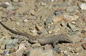Cnemidophorus: Great Basin whiptail