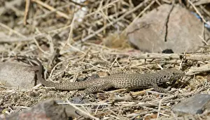 Cnemidophorus: Great Basin whiptail