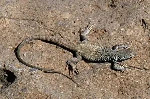 Sunning: Great Basin Whiptail Lizard