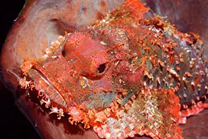 Flores: Great Bearded scorpionfish (Scorpaenopsis barbata)