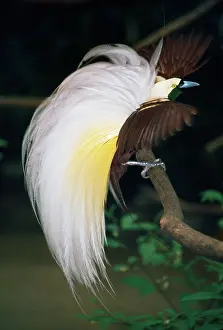 Paradise: Great Bird of Paradise