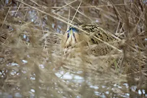 Stellaris: Great Bittern