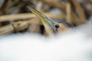 Stellaris: Great Bittern