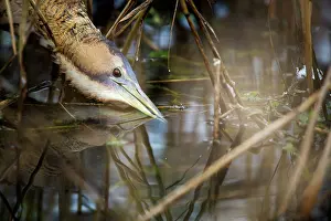 Stellaris: Great Bittern