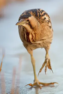 Stellaris: Great Bittern