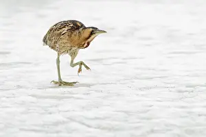 Stellaris: Great Bittern