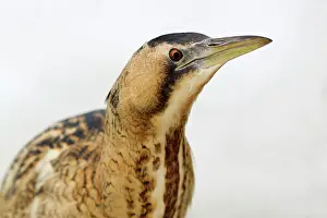 Stellaris: Great Bittern