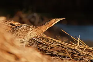 Blending: Great Bittern