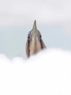Stellaris: Great Bittern