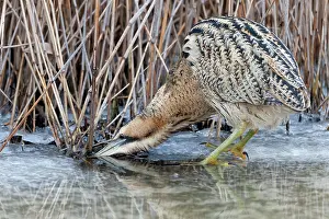 Ditch: Great Bittern