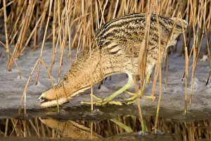 Ditch: Great Bittern