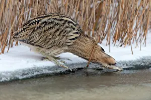 Ditch: Great Bittern