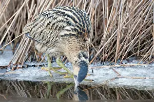 Ditch: Great Bittern