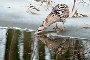 Ditch: Great Bittern