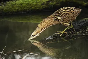 Stellaris: Great Bittern