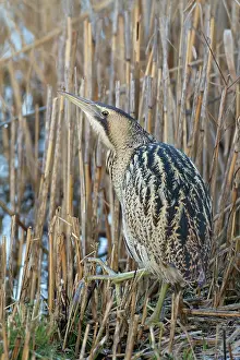 Stellaris: Great Bittern